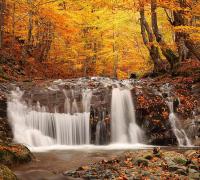 Фотообои Осенний лес, 3 х 2.7 м